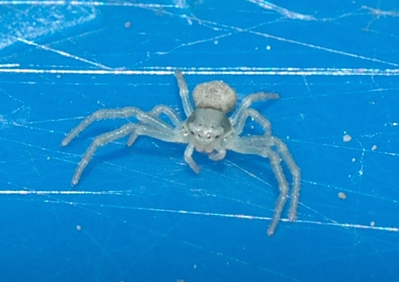 Thomisidae Misumena vatia