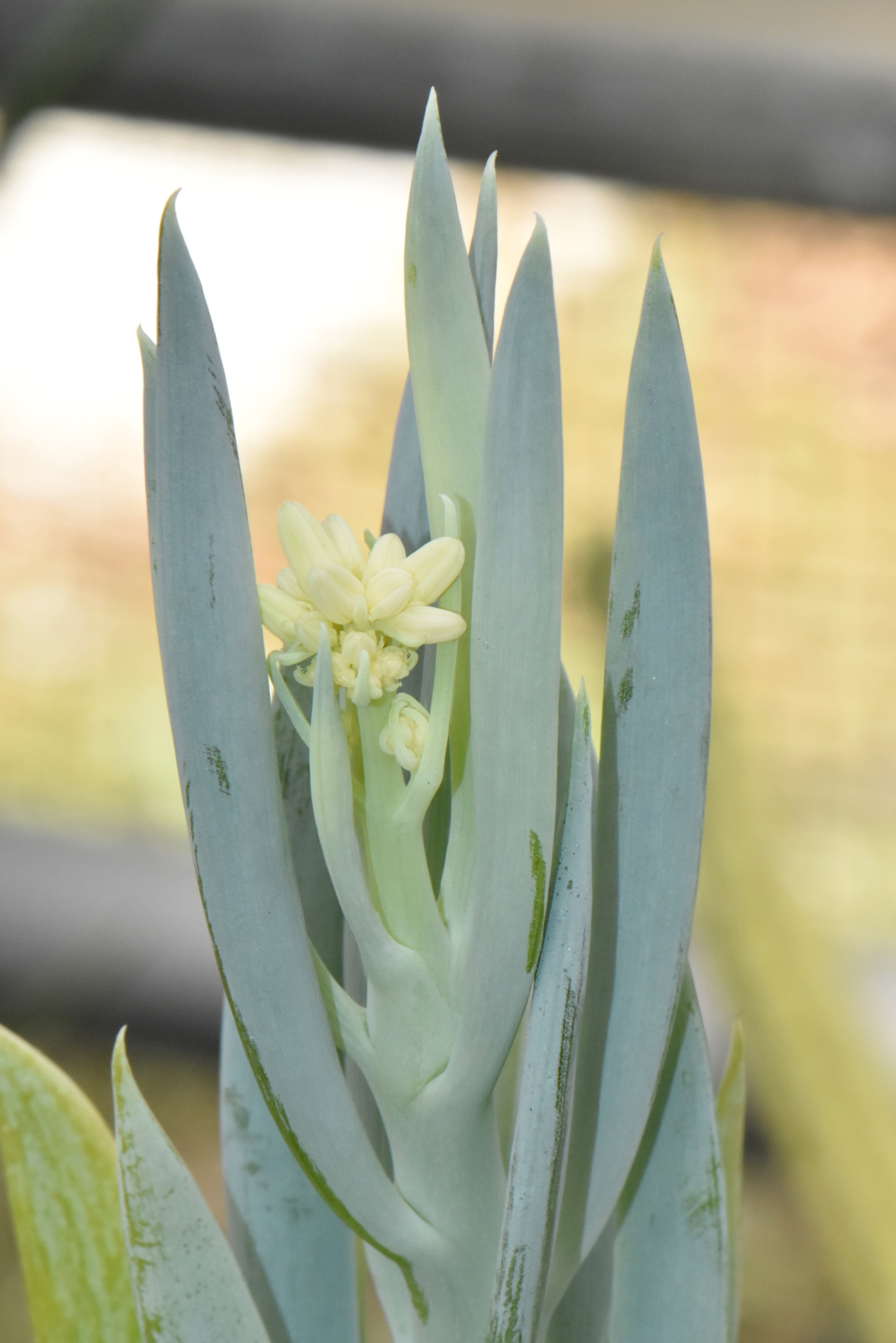 Asteraceae Senecio talinoides