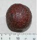 image of Davidia involucrata