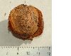 image of Davidia involucrata