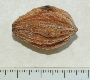 image of Davidia involucrata