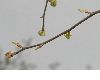 image of Davidia involucrata