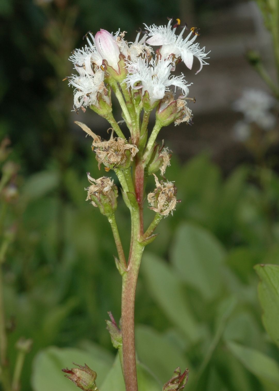Menyanthaceae Menyanthes trifoliata