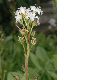 image of Menyanthes trifoliata