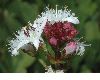 image of Menyanthes trifoliata