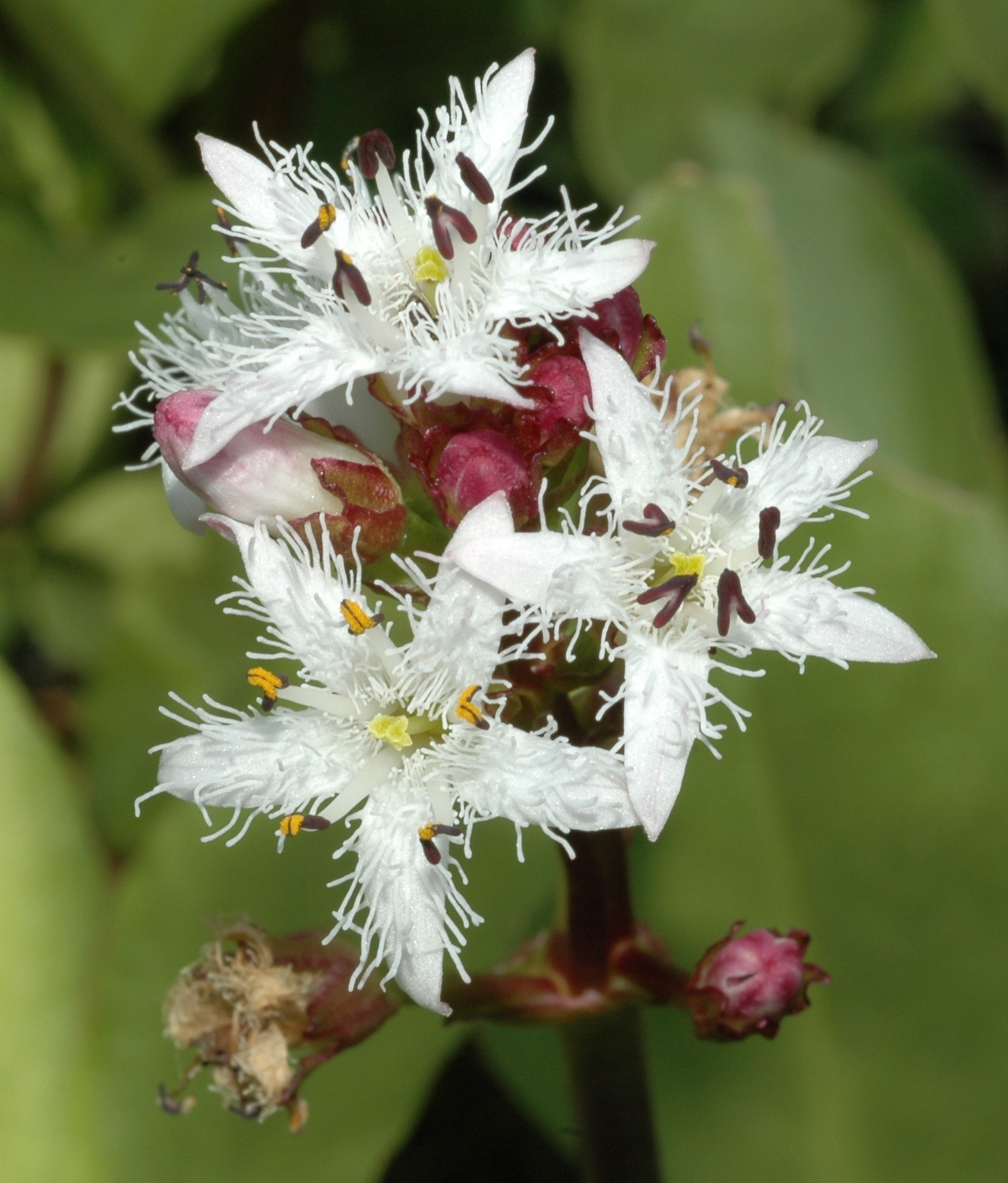 Menyanthaceae Menyanthes trifoliata