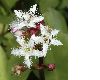 image of Menyanthes trifoliata