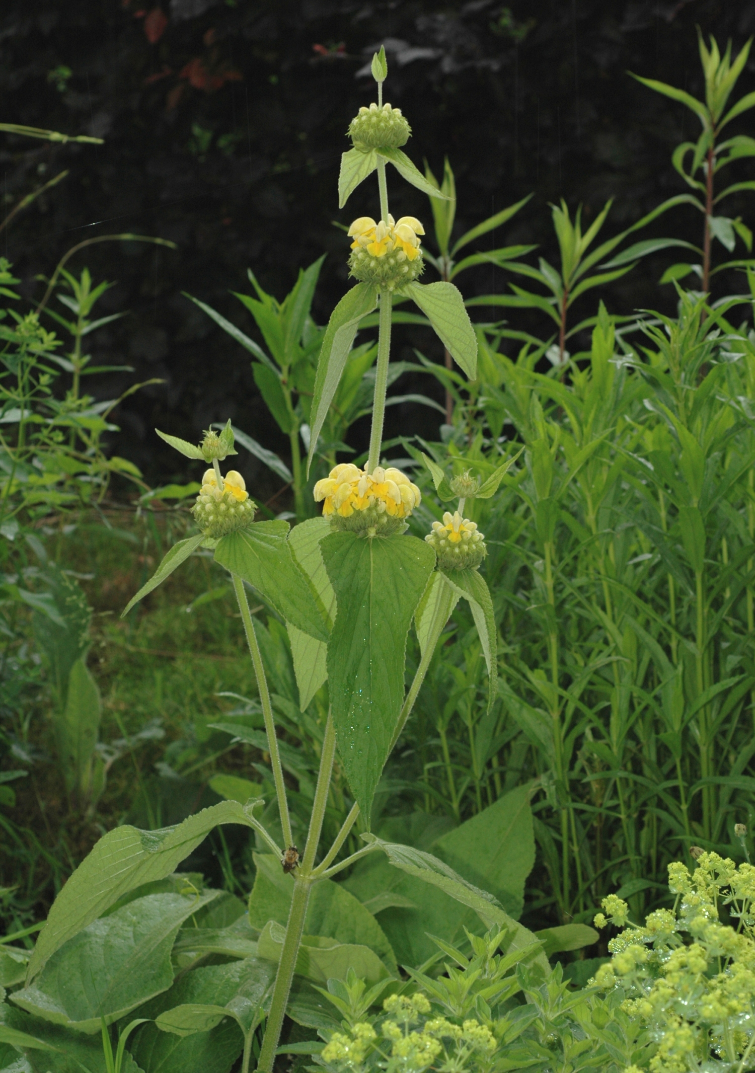 Lamiaceae Phlomis russeliana