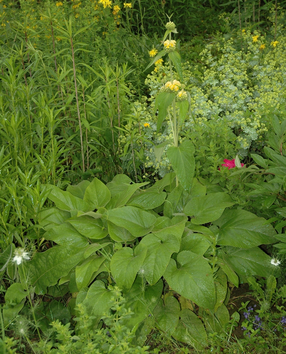 Lamiaceae Phlomis russeliana