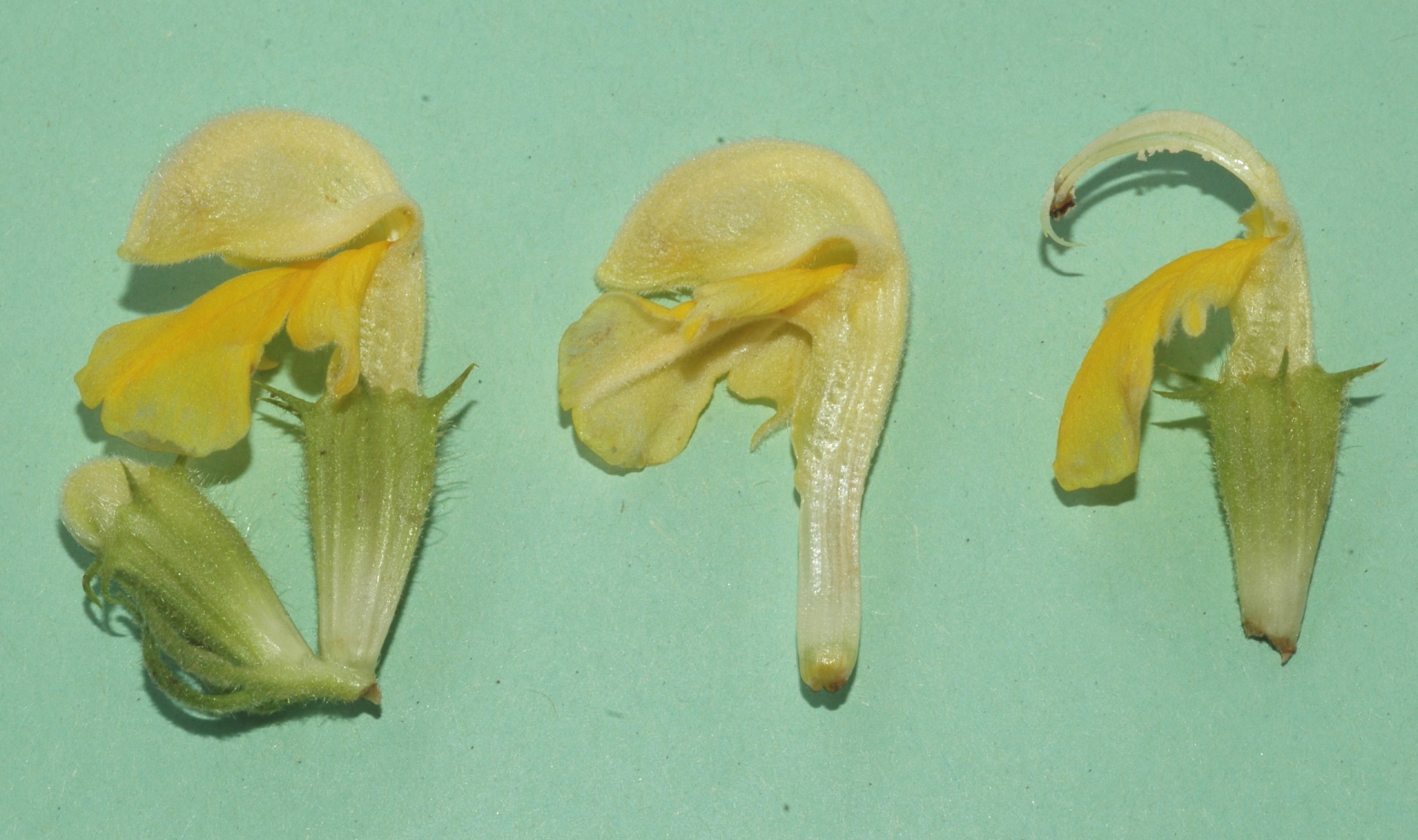 Lamiaceae Phlomis russeliana