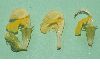 image of Phlomis russeliana