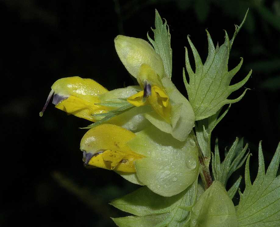 Orobanchaceae Rhinanthus angustifolius