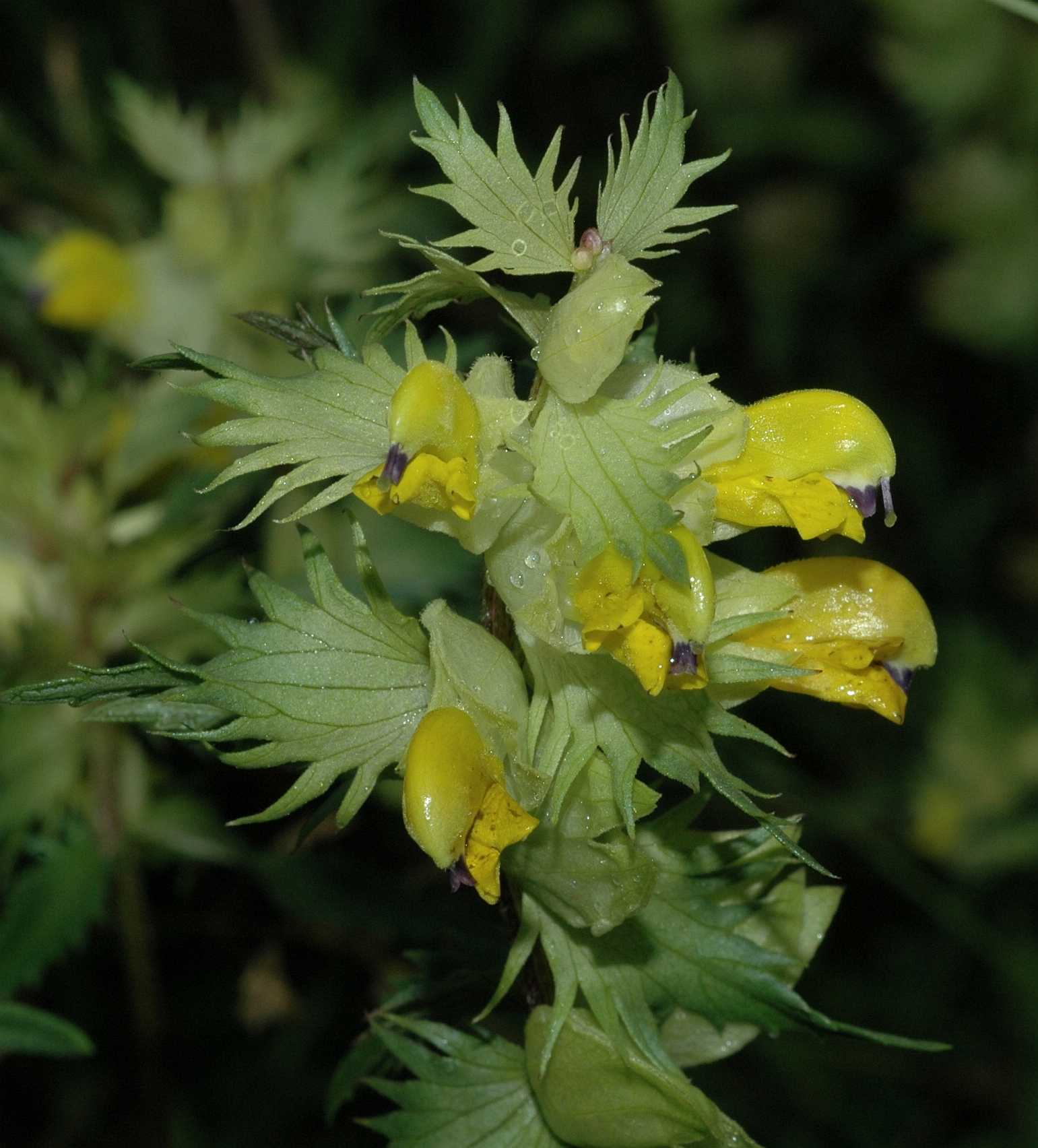 Orobanchaceae Rhinanthus angustifolius