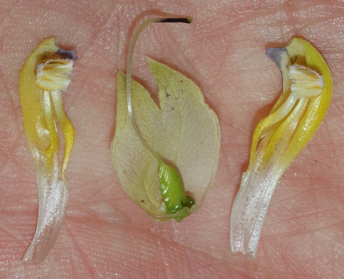 Orobanchaceae Rhinanthus angustifolius