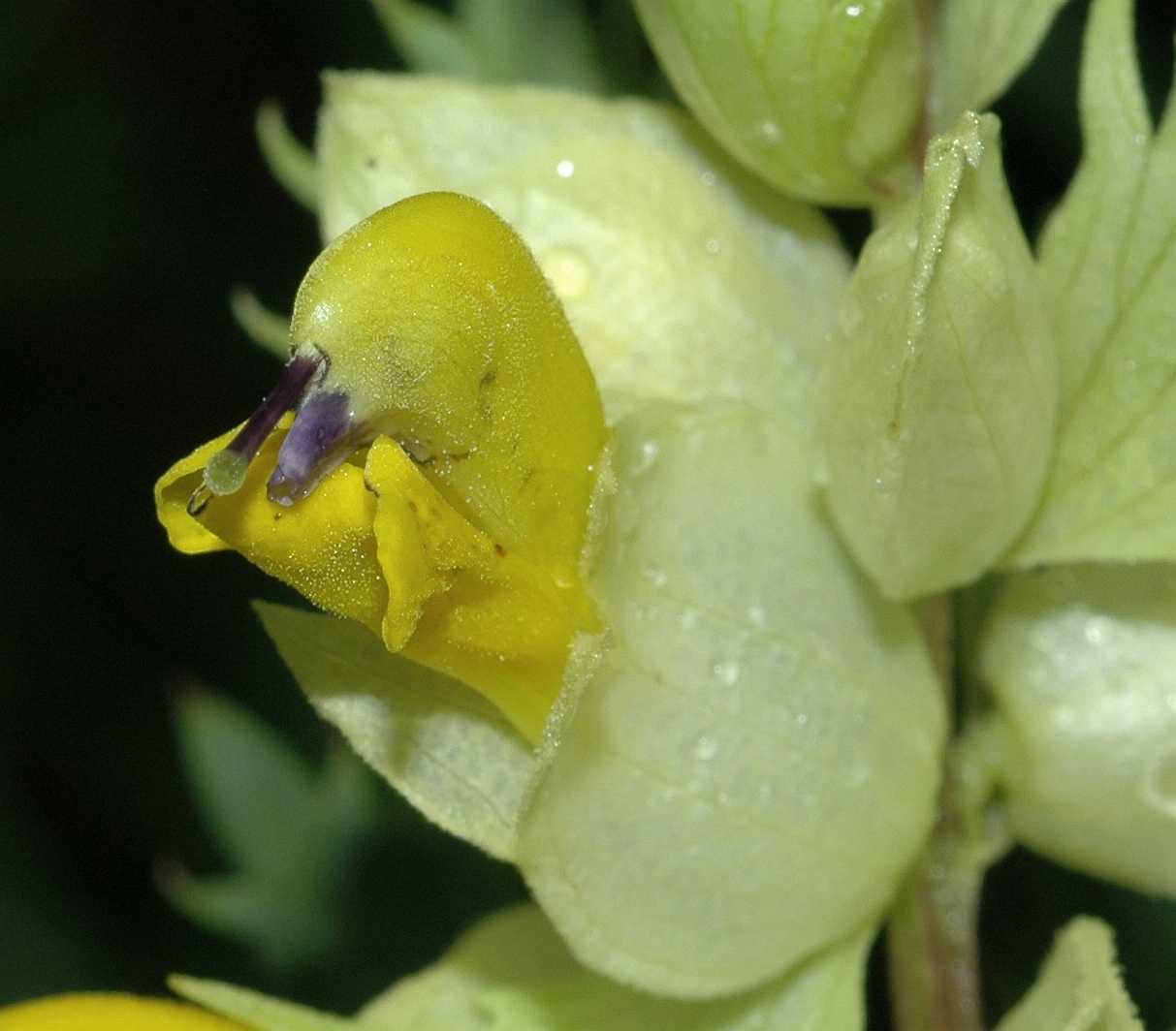 Orobanchaceae Rhinanthus angustifolius
