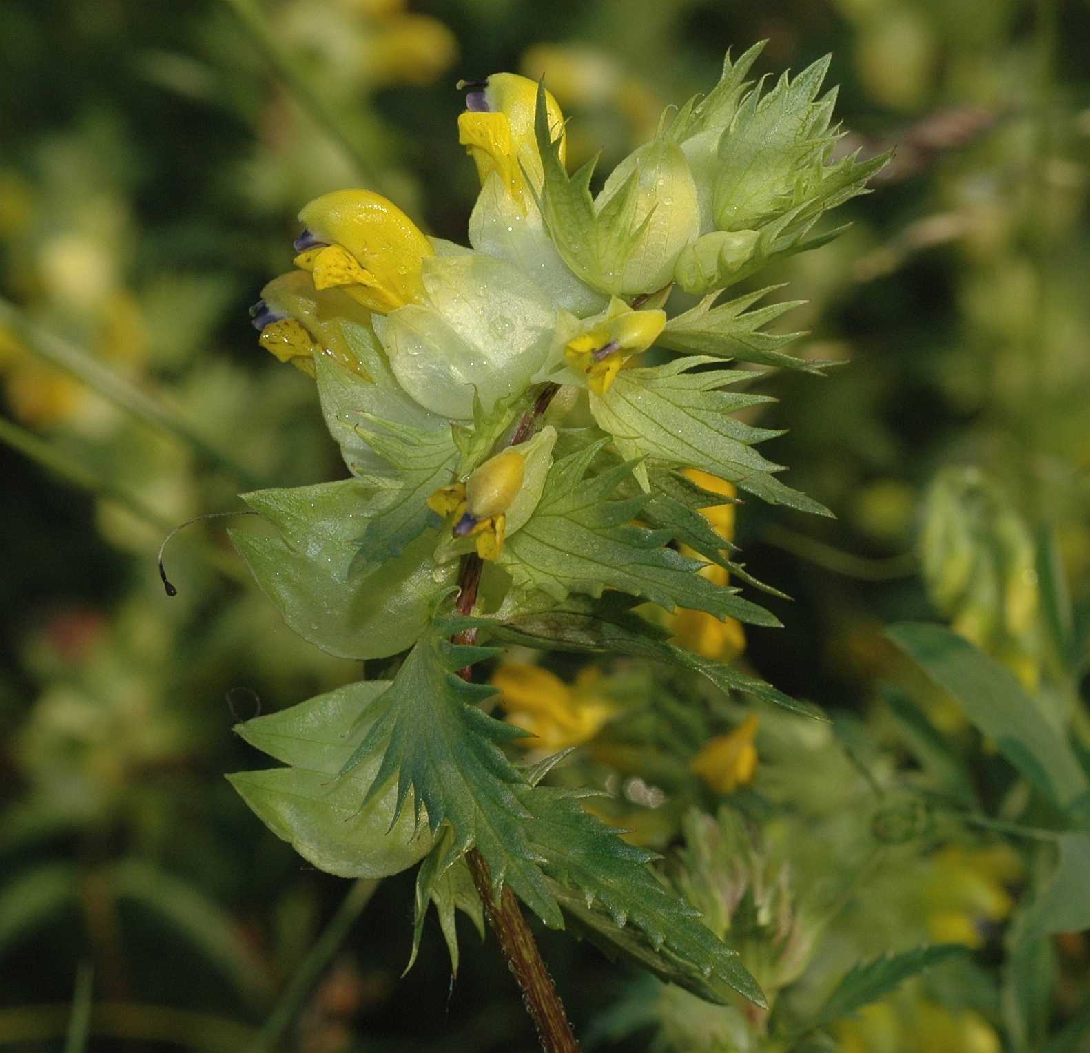 Orobanchaceae Rhinanthus angustifolius
