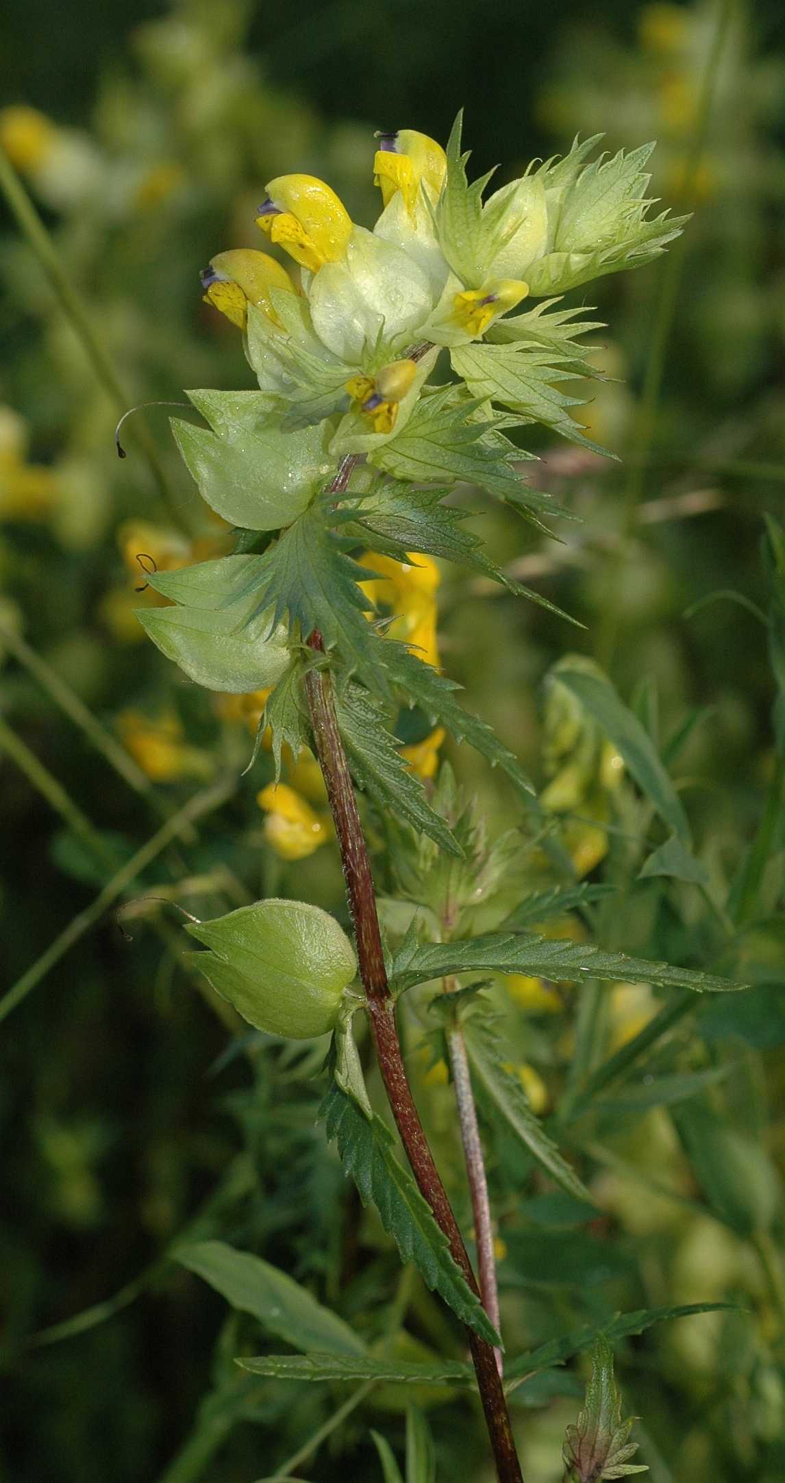 Orobanchaceae Rhinanthus angustifolius