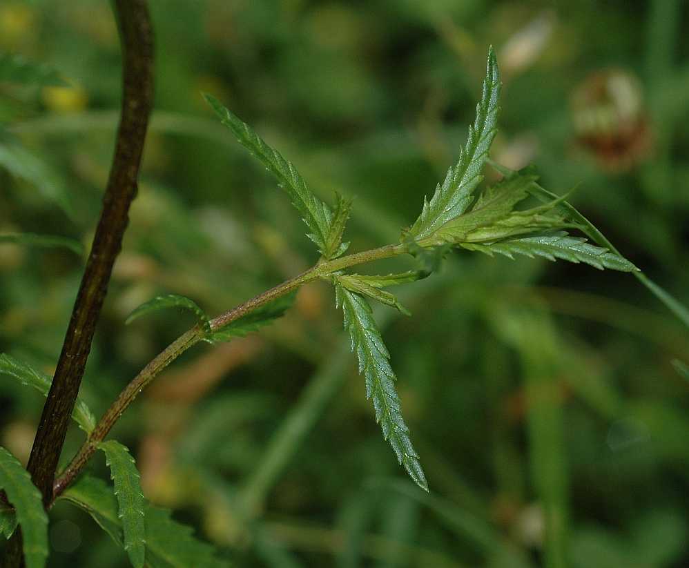 Orobanchaceae Rhinanthus angustifolius