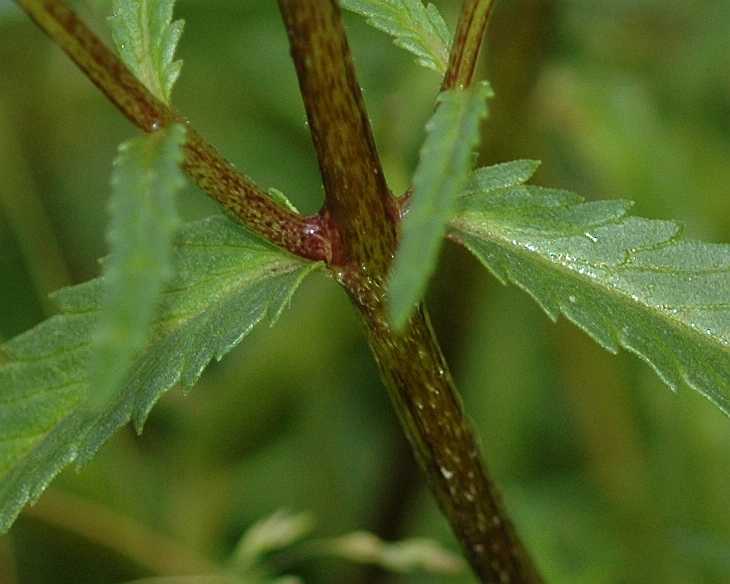 Orobanchaceae Rhinanthus angustifolius