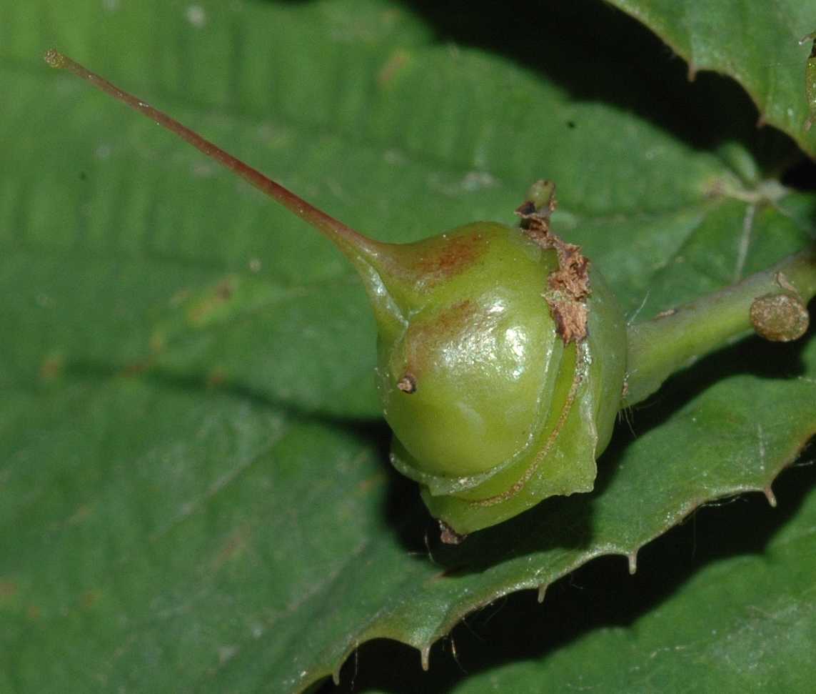 Hamamelidaceae Corylopsis pauciflora