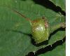image of Corylopsis pauciflora