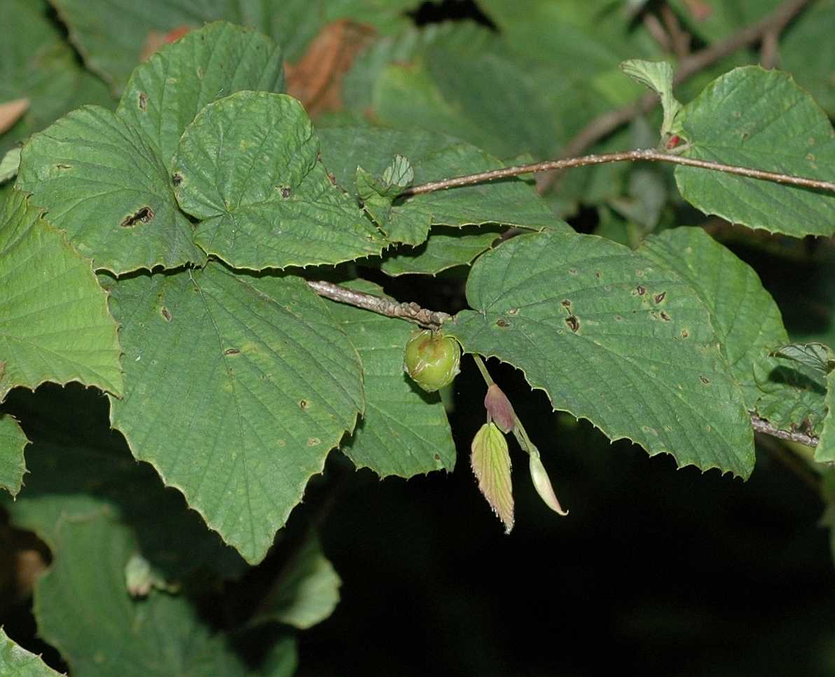 Hamamelidaceae Corylopsis pauciflora