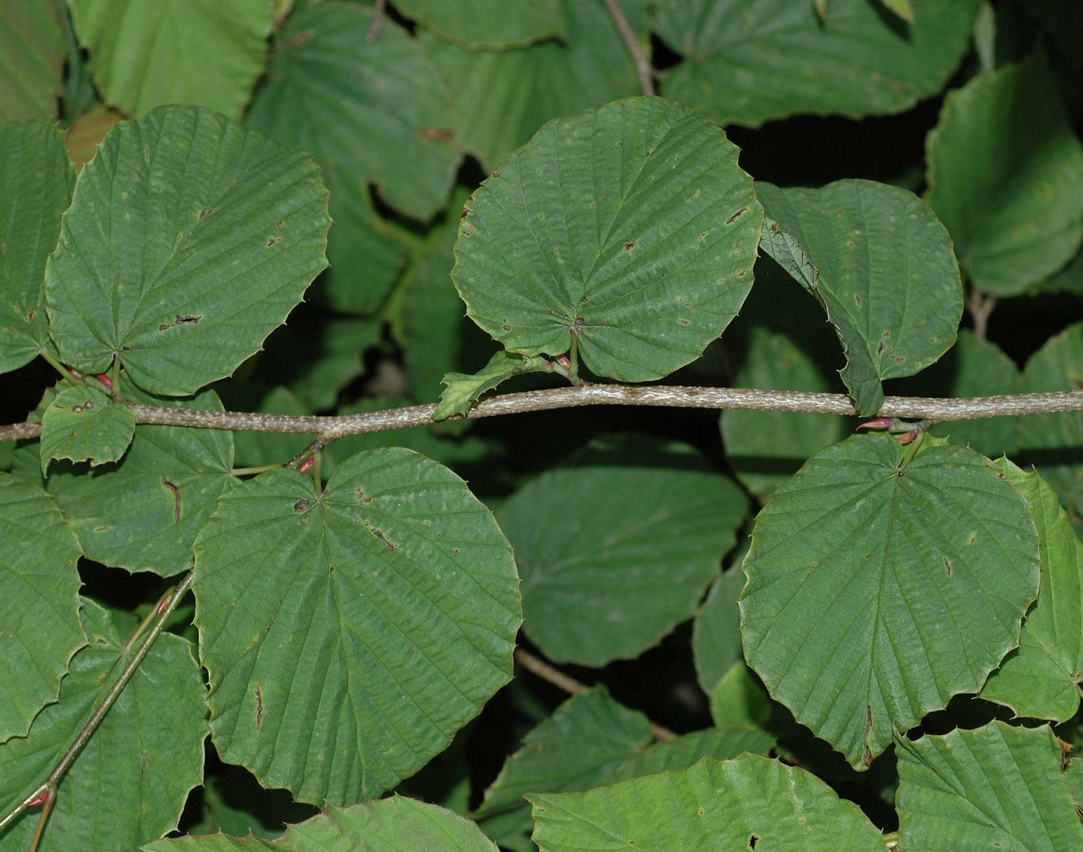 Hamamelidaceae Corylopsis pauciflora