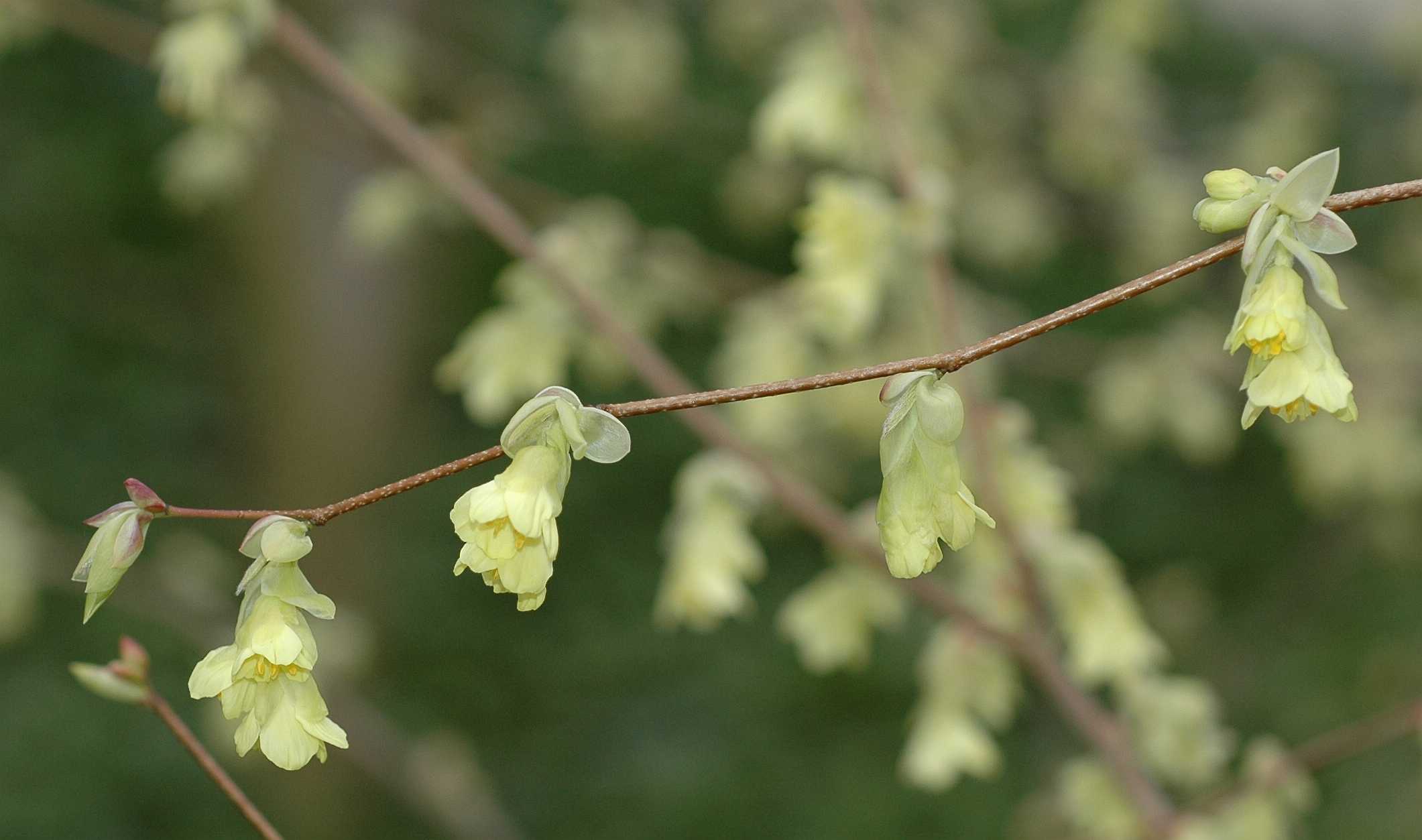 Hamamelidaceae Corylopsis pauciflora