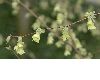 image of Corylopsis pauciflora