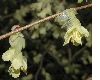 image of Corylopsis pauciflora