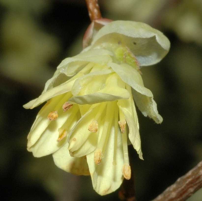 Hamamelidaceae Corylopsis pauciflora