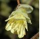 image of Corylopsis pauciflora