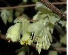image of Corylopsis pauciflora