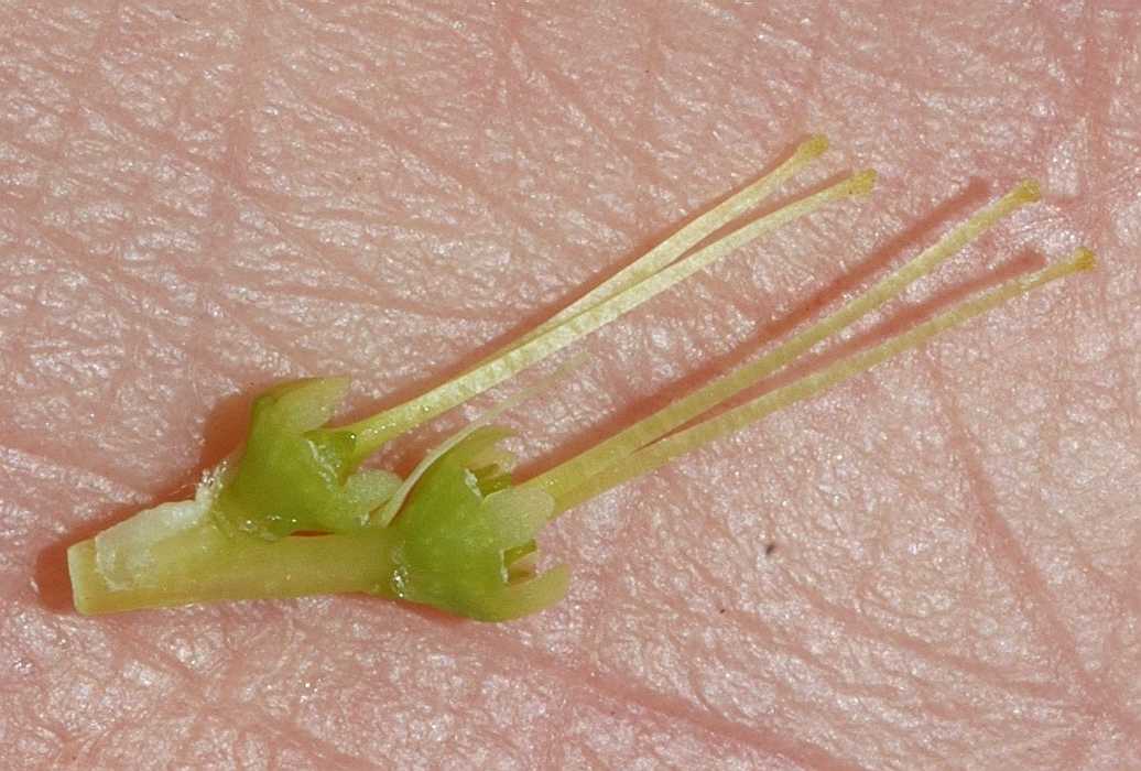 Hamamelidaceae Corylopsis pauciflora