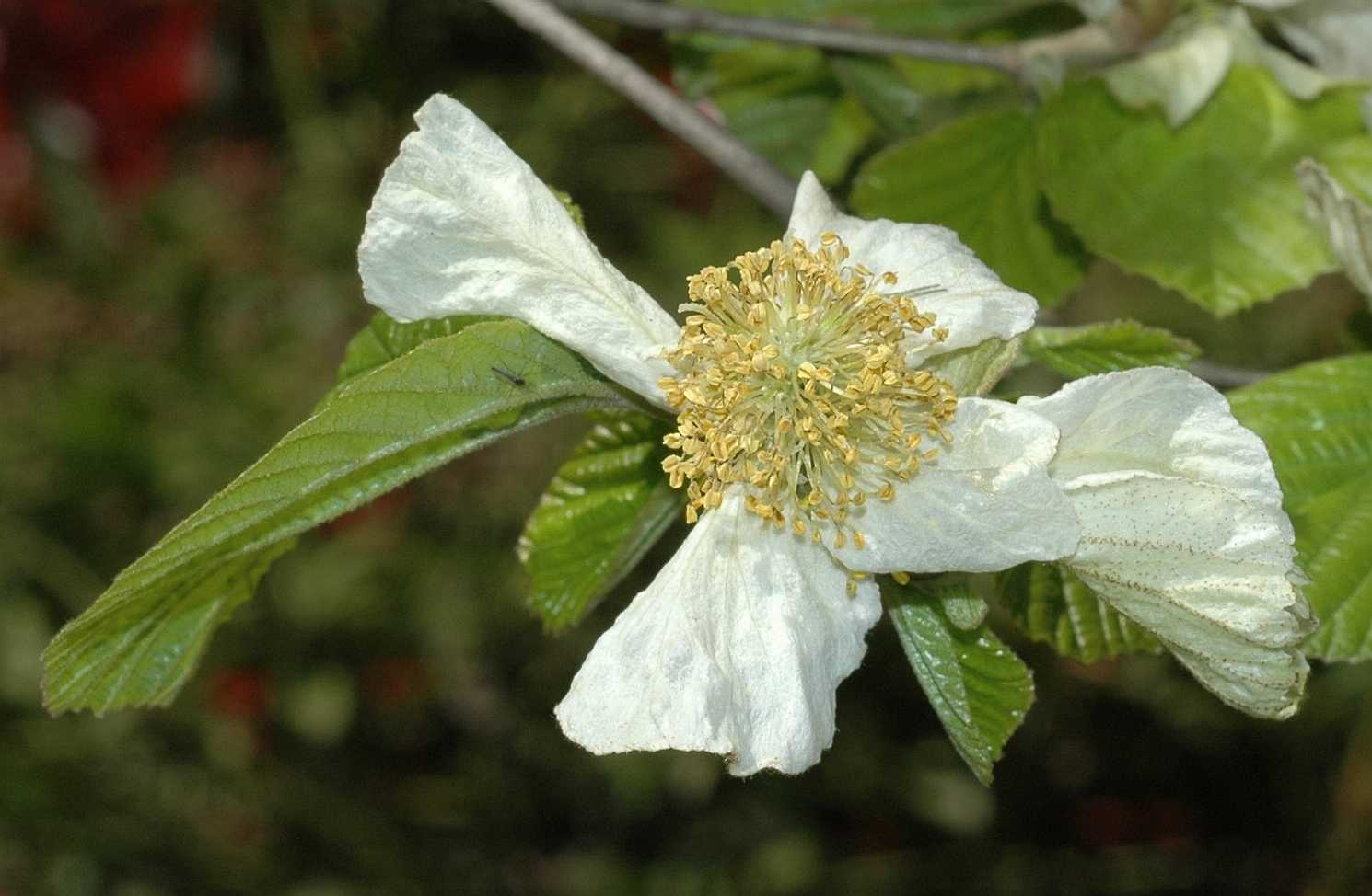 Hamamelidaceae Parrotiopsis jacquemontiana