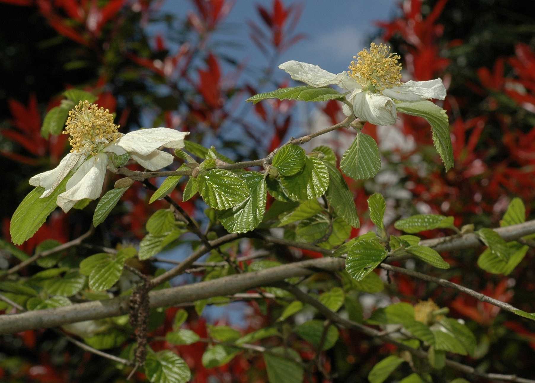 Hamamelidaceae Parrotiopsis jacquemontiana