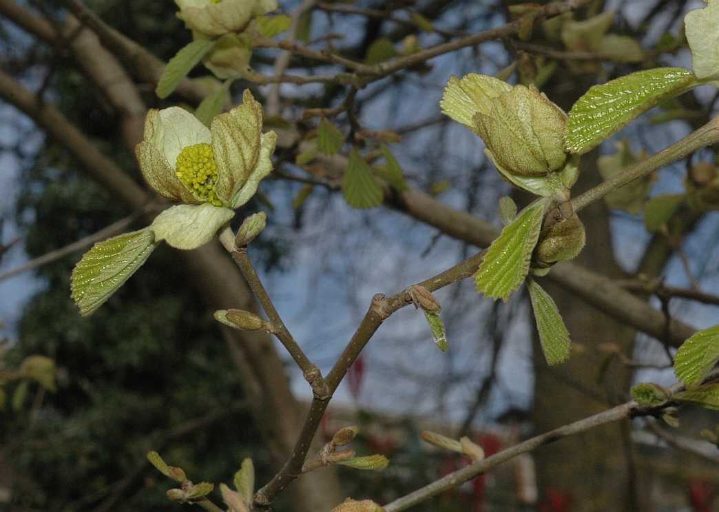 Hamamelidaceae Parrotiopsis jacquemontiana