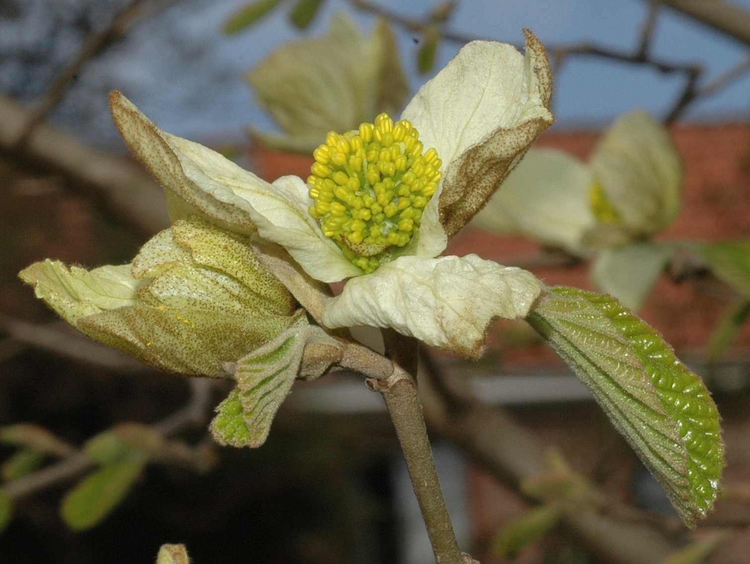Hamamelidaceae Parrotiopsis jacquemontiana
