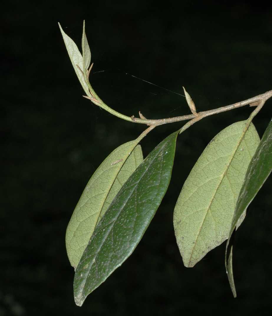 Hamamelidaceae Sycopsis sinensis