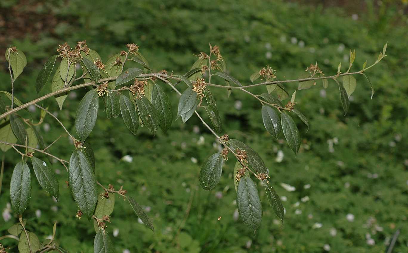 Hamamelidaceae Sycopsis sinensis