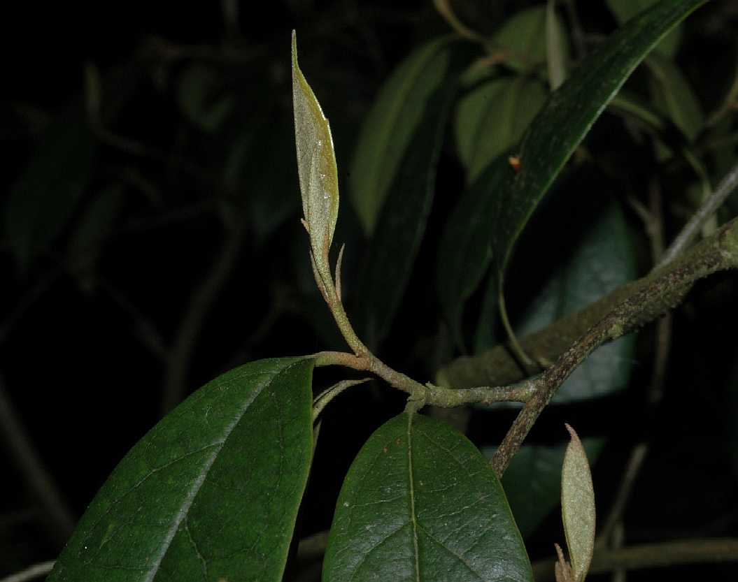 Hamamelidaceae Sycopsis sinensis