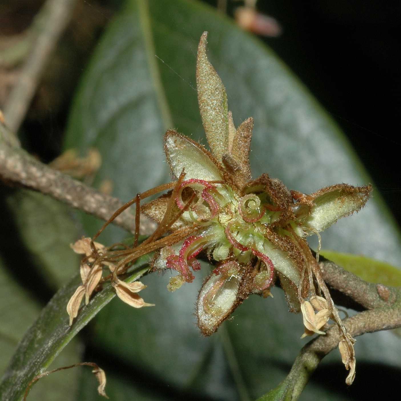 Hamamelidaceae Sycopsis sinensis