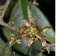 image of Sycopsis sinensis
