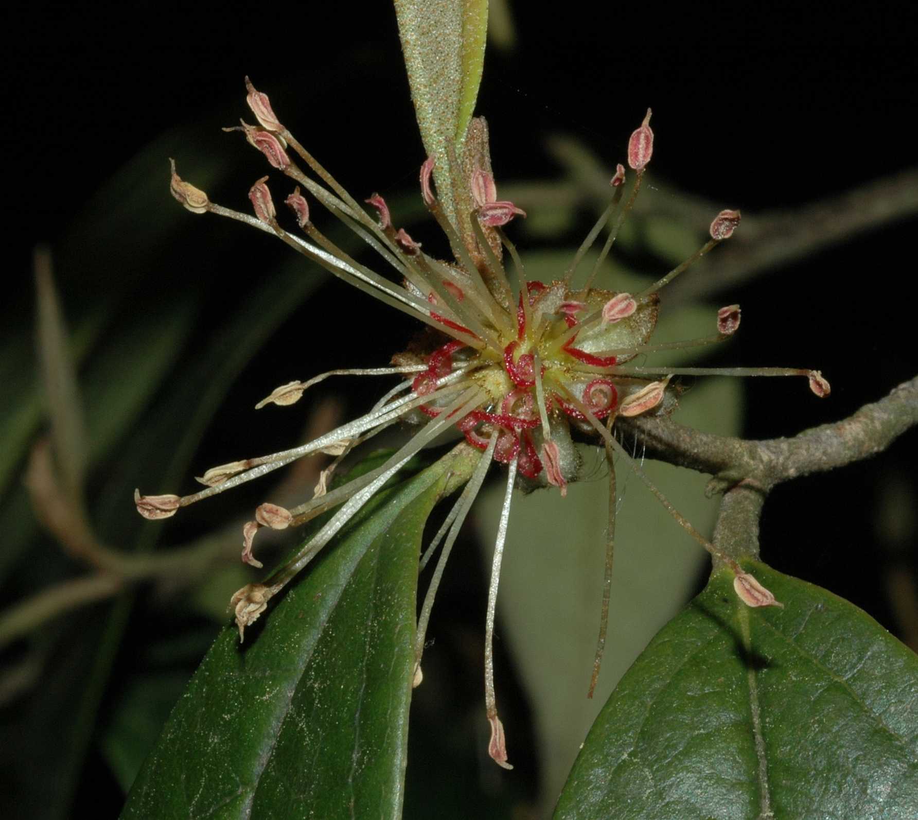 Hamamelidaceae Sycopsis sinensis