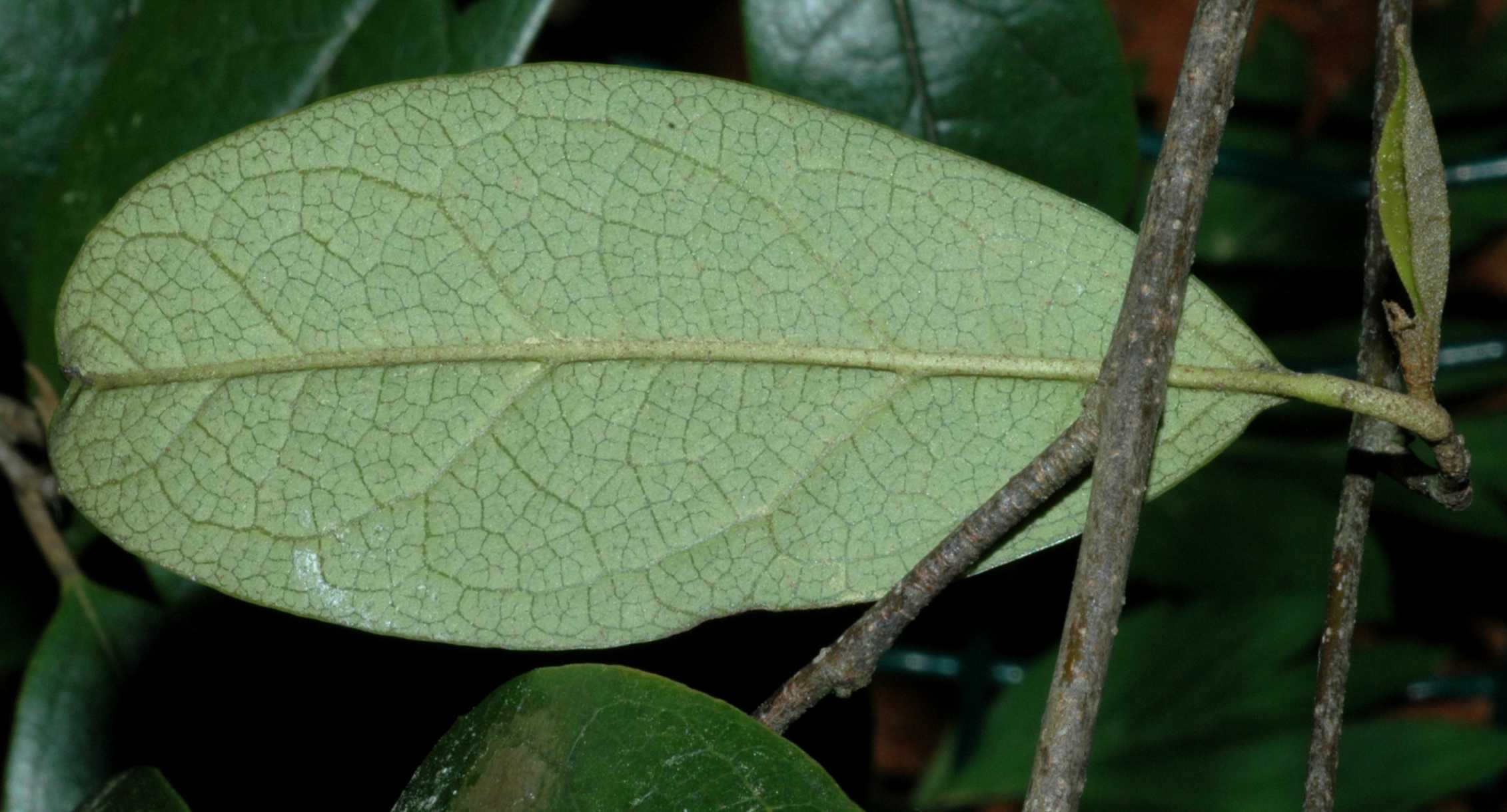 Hamamelidaceae Sycopsis sinensis