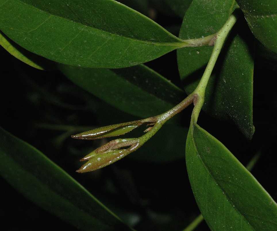 Hamamelidaceae Distylium racemosum