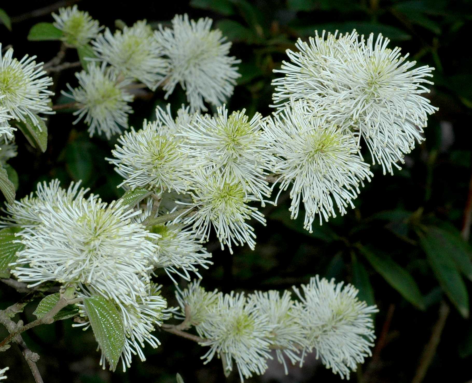 Hamamelidaceae Fothergilla major