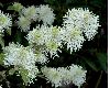 image of Fothergilla major