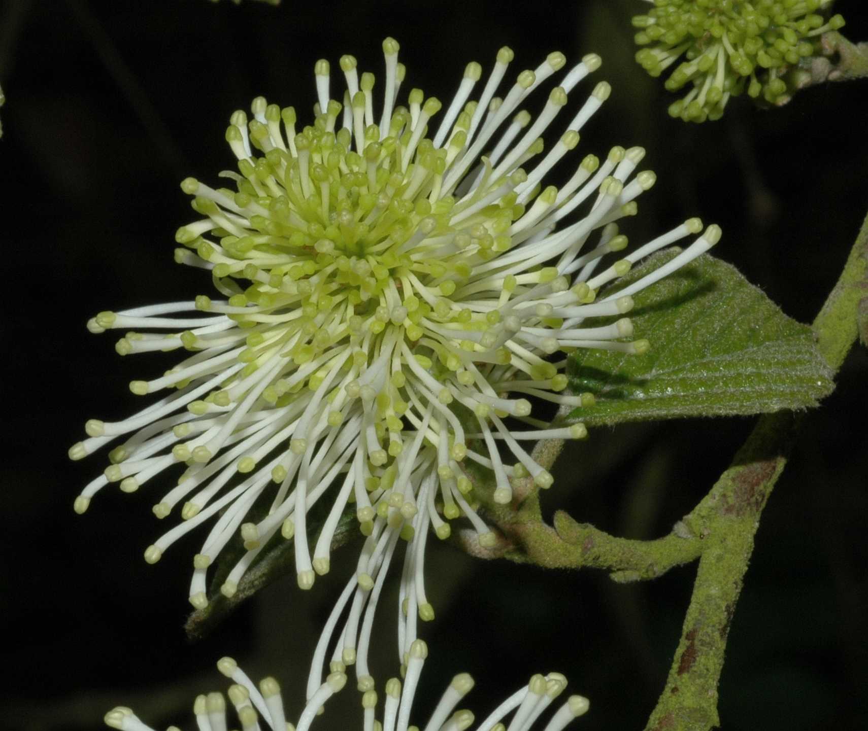 Hamamelidaceae Fothergilla major