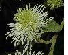 image of Fothergilla major